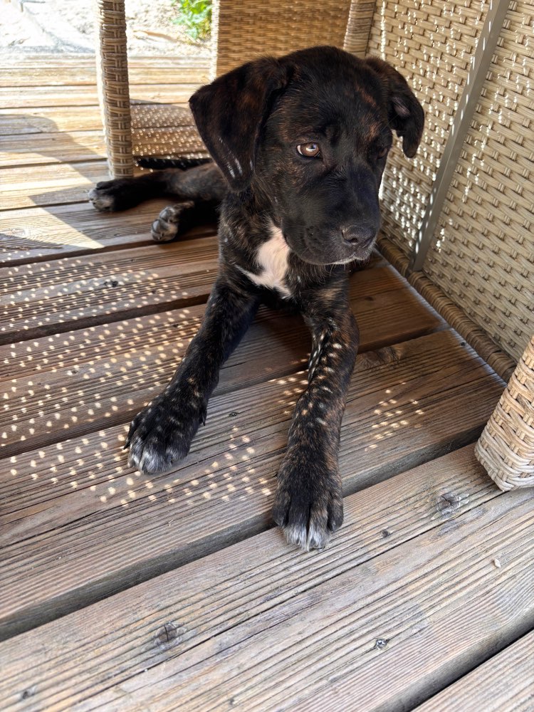 Hundetreffen-Welpen Spaziergang oder spielen-Profilbild