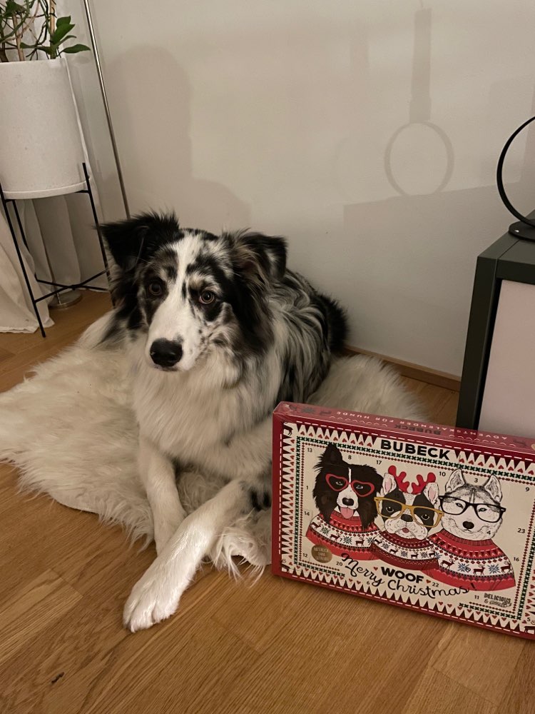 Hundetreffen-Spielen und Trainieren in Großhadern mit Aussie Hündin Kila (9 Monate)-Profilbild