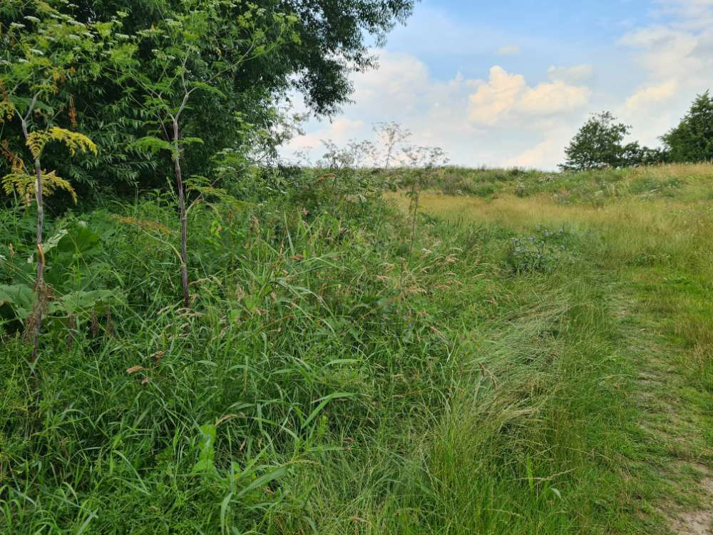 Giftköder-Riesenbärenklau an der Bunker Bucht/Deich-Profilbild