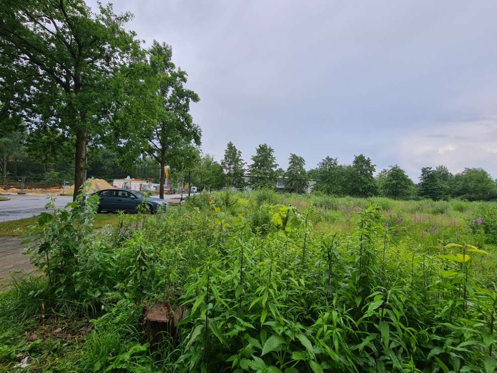 Giftköder-Riesen Bärenklau-Profilbild