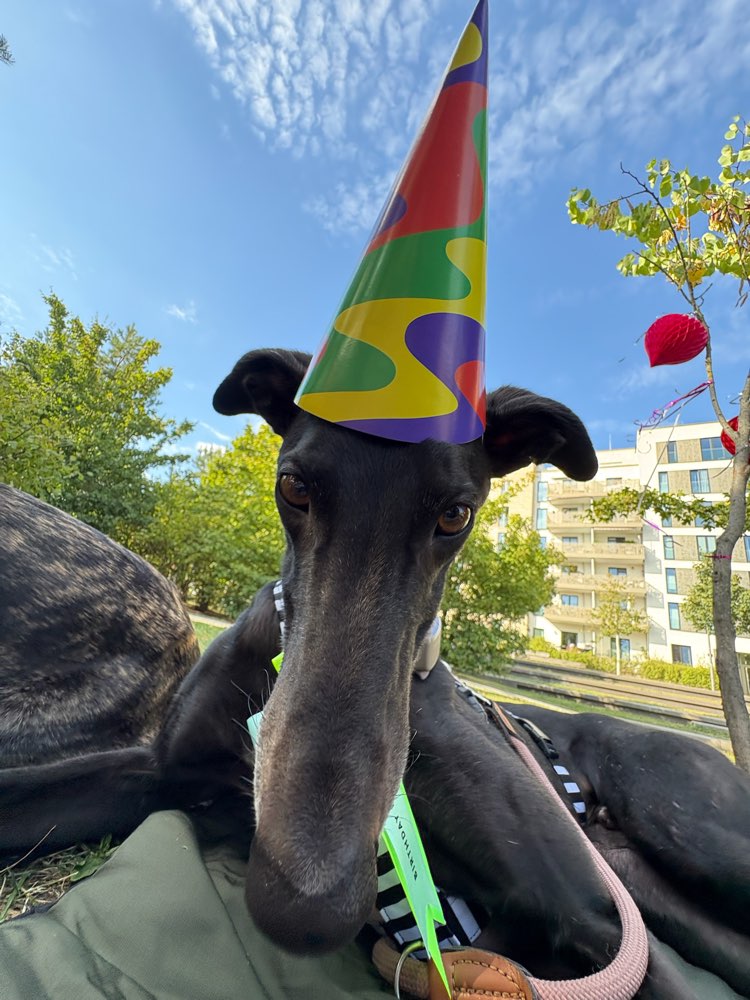 Hundetreffen-Windhund Walkies & Zoomies-Profilbild
