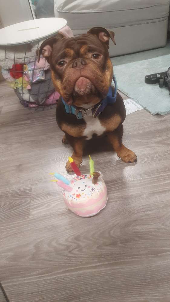 Hundetreffen-Hunde Freund gesucht-Profilbild