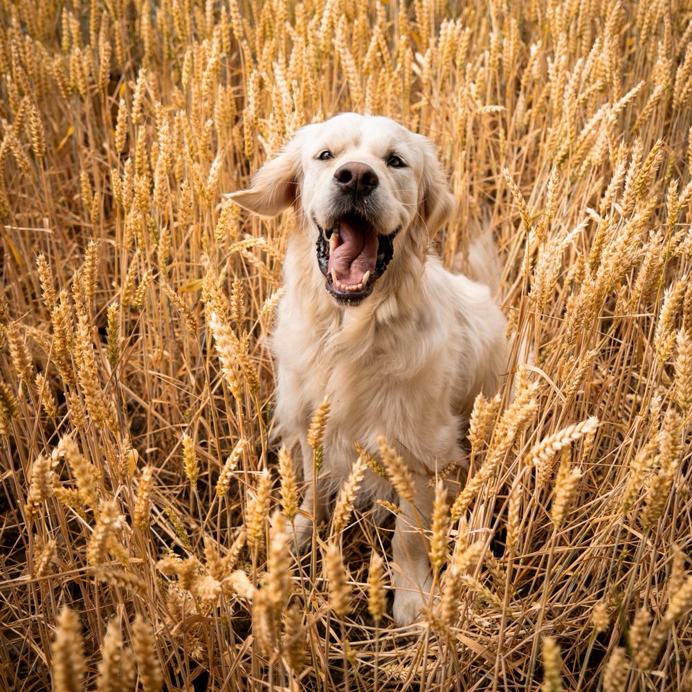 Hundetreffen-Spielfreund/ Goldie Kumpel gesucht-Profilbild