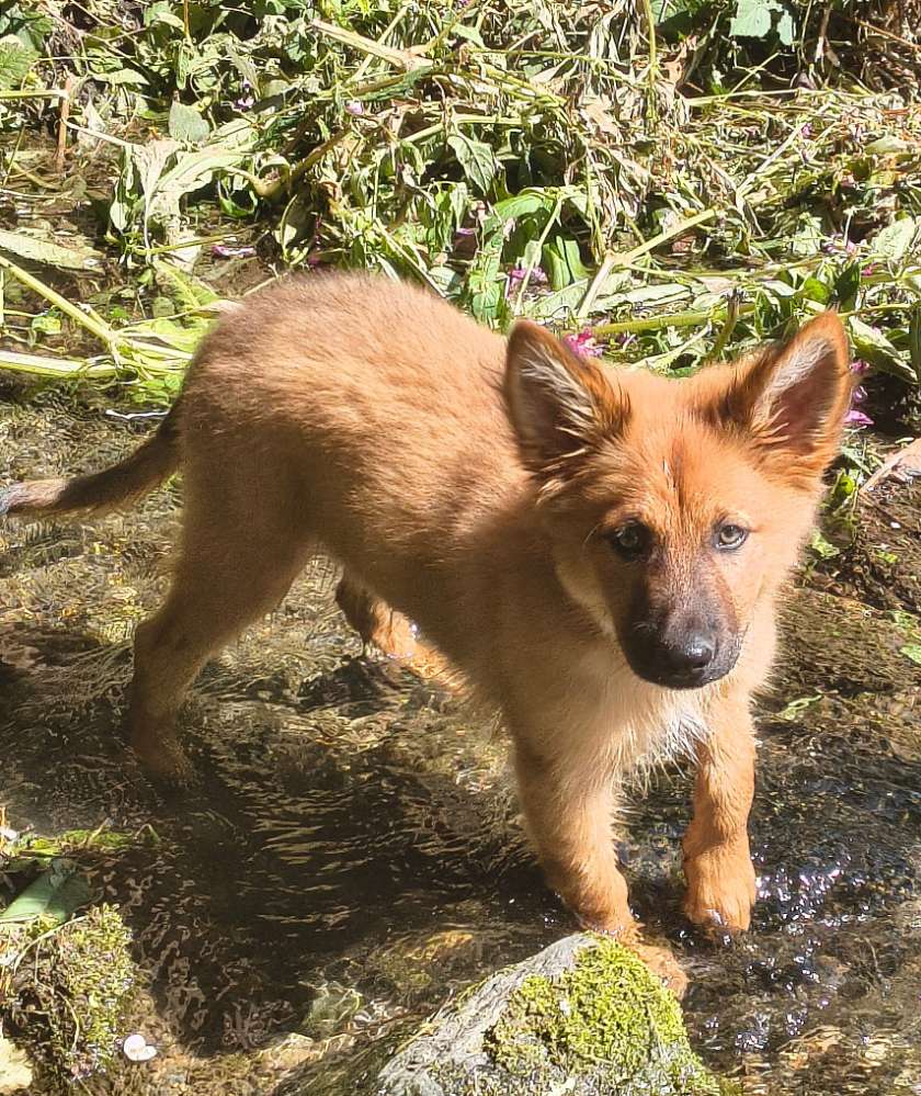 Hundetreffen-Welpentreff-Profilbild