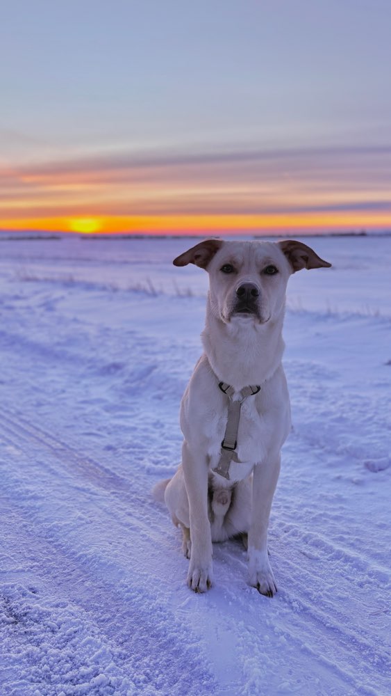 Hundetreffen-Ich suche einen Trainingspartner für regelmäßige gemeinsame Spaziergänge 🐶-Profilbild