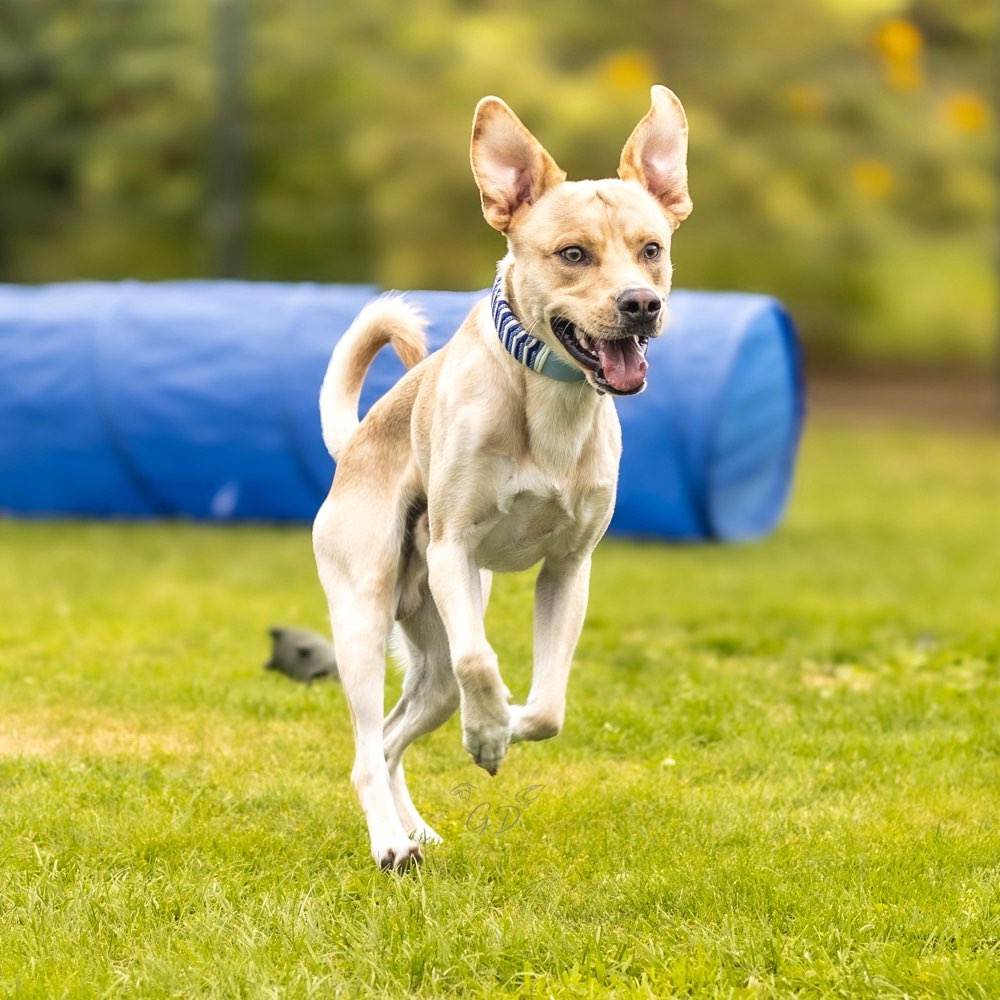Hundetreffen-Ich suche einen Trainingspartner für regelmäßige gemeinsame Spaziergänge 🐶-Profilbild