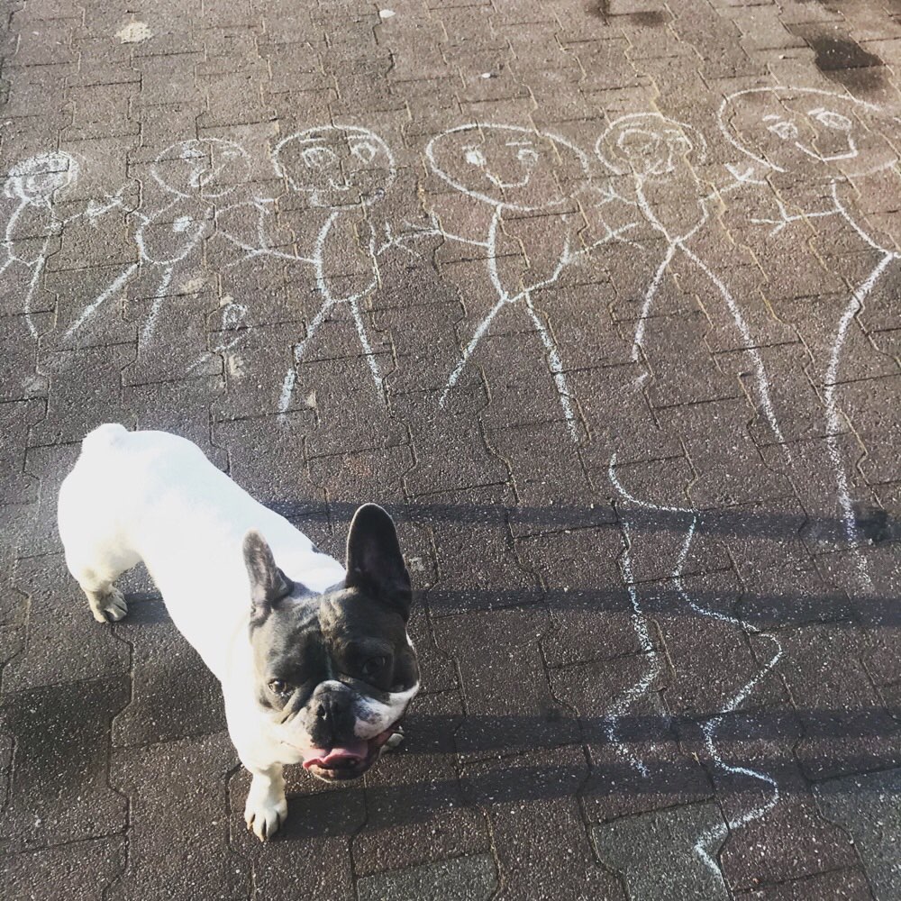 Hundetreffen-Kreuzberger zum Rennen und Spielen gesucht-Profilbild