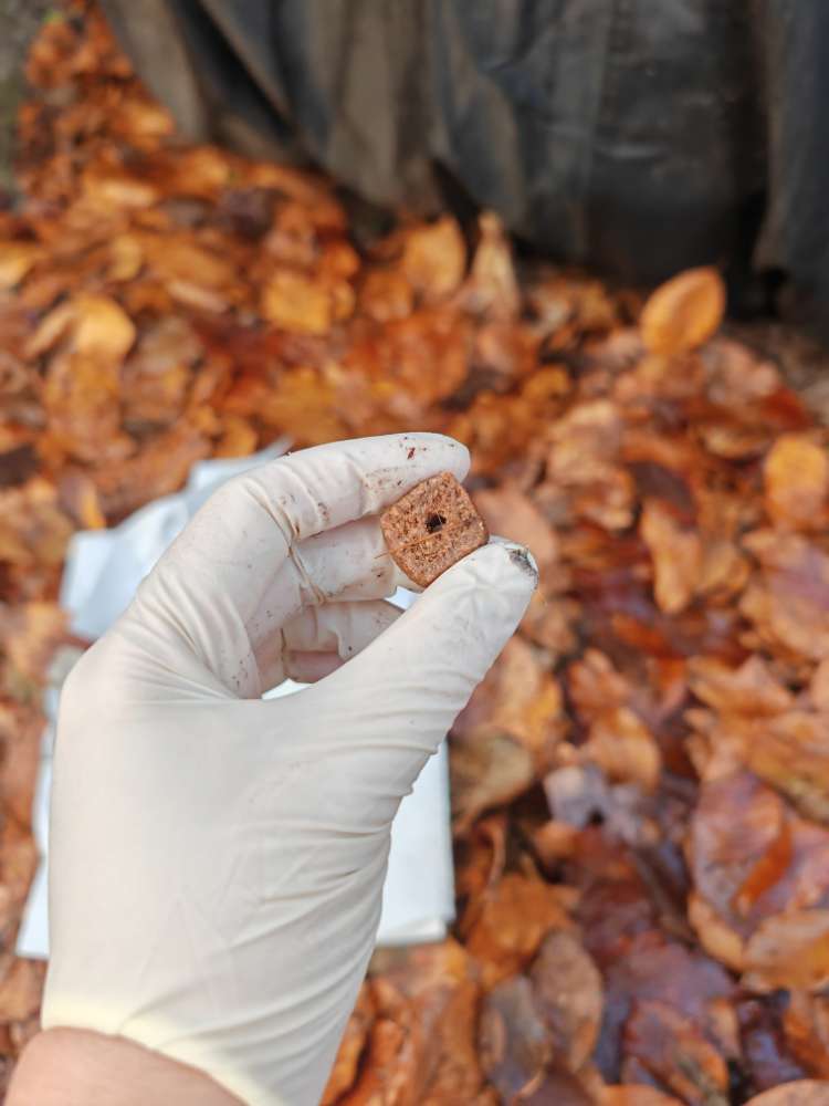 Giftköder-Giftköder-Profilbild