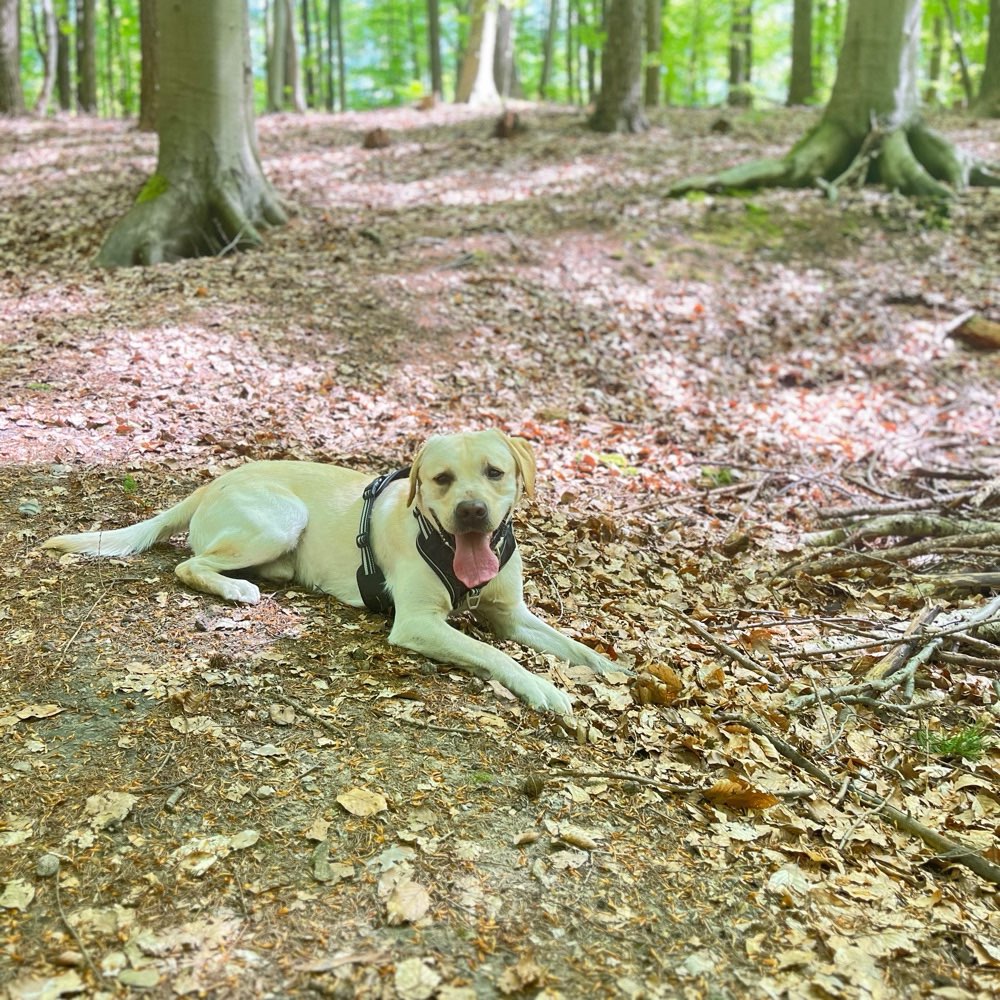 Hundetreffen-Größere Gassirunden-Profilbild