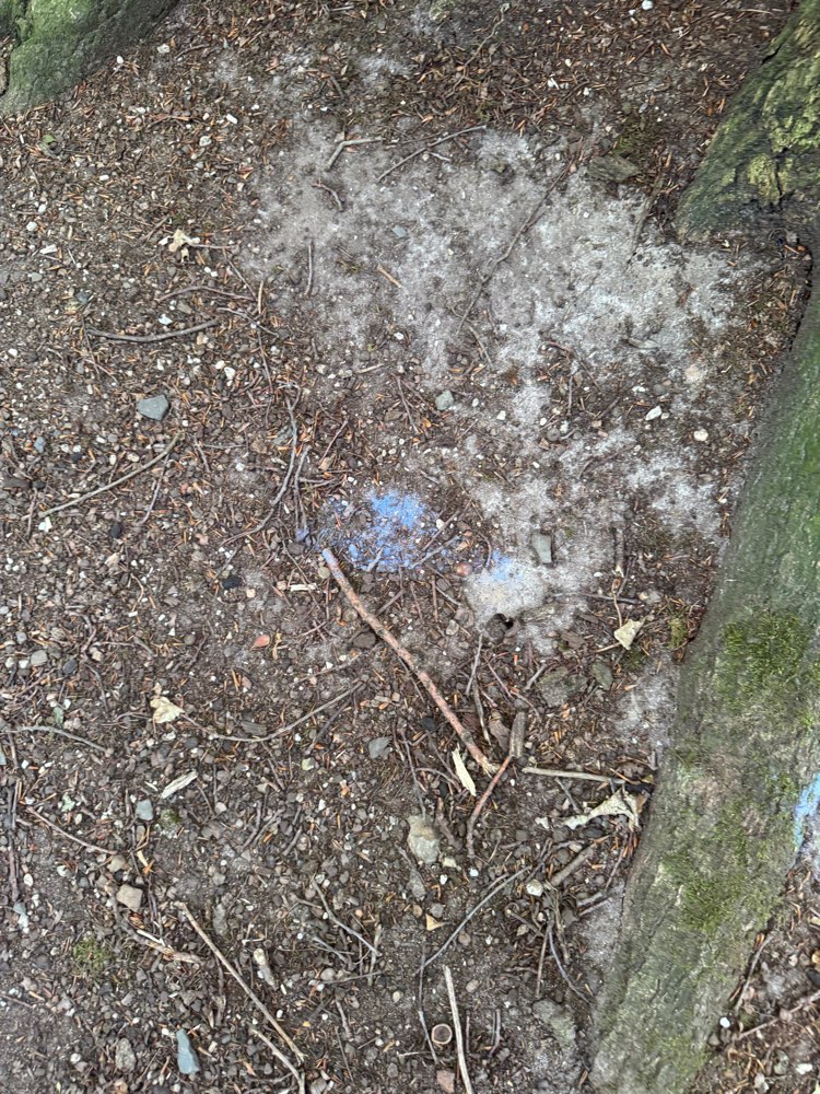 Giftköder-Komisches blaues Pulver-Profilbild