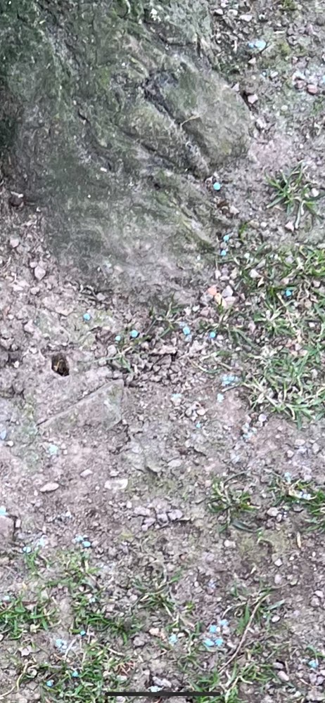 Giftköder-Blaue kleine Kügelchen im Gras-Profilbild