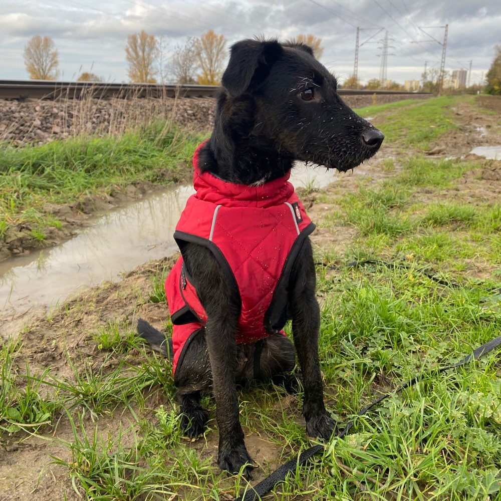 Hundetreffen-Spielerunde in Frankenthal-Profilbild