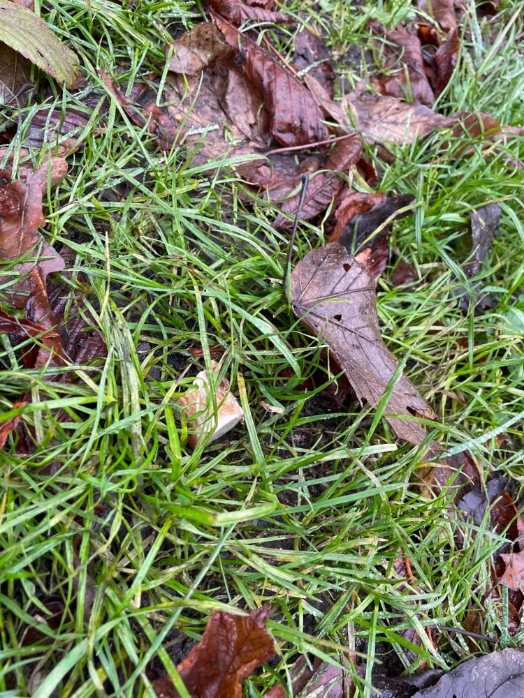 Giftköder-Ggf. Giftköter-Profilbild