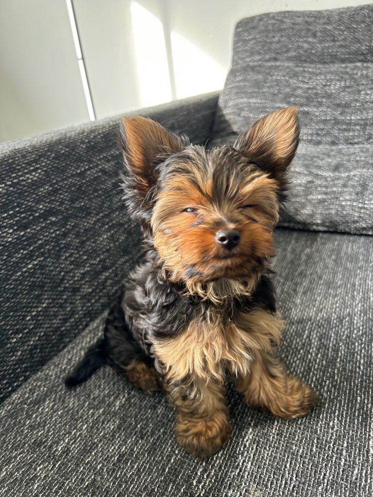 Hundetreffen-Spielbuddies gesucht-Profilbild