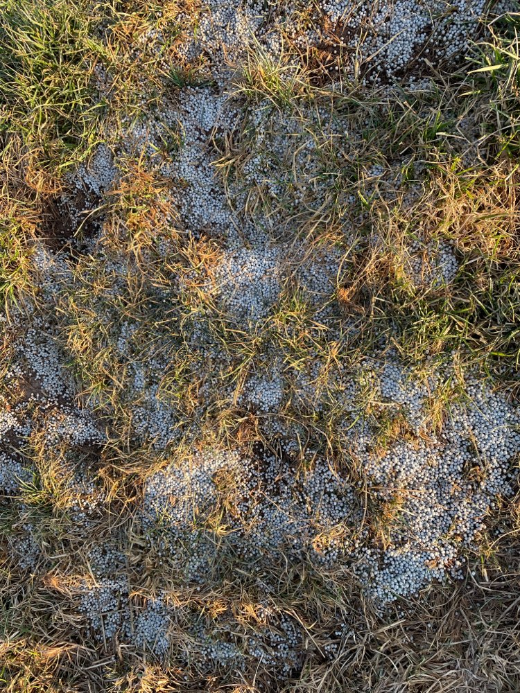 Giftköder-Möglicherweise Gift am Feld-Profilbild