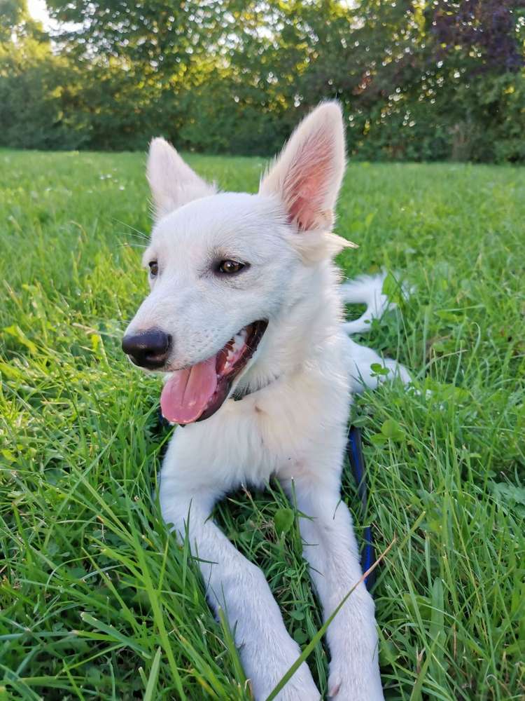 Hundetreffen-Neue Freunde für unseren Max 🐶-Profilbild