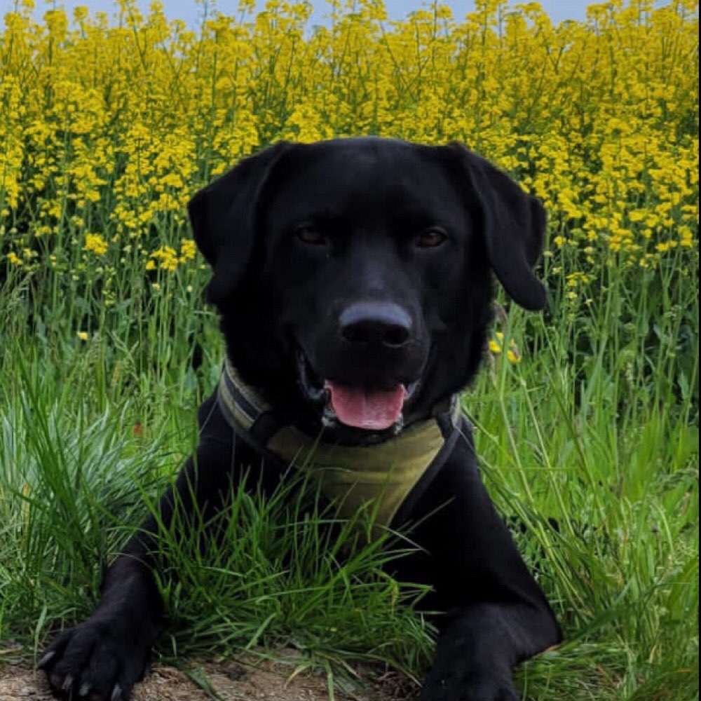 Hundetreffen-Hundefreundinnen-Profilbild