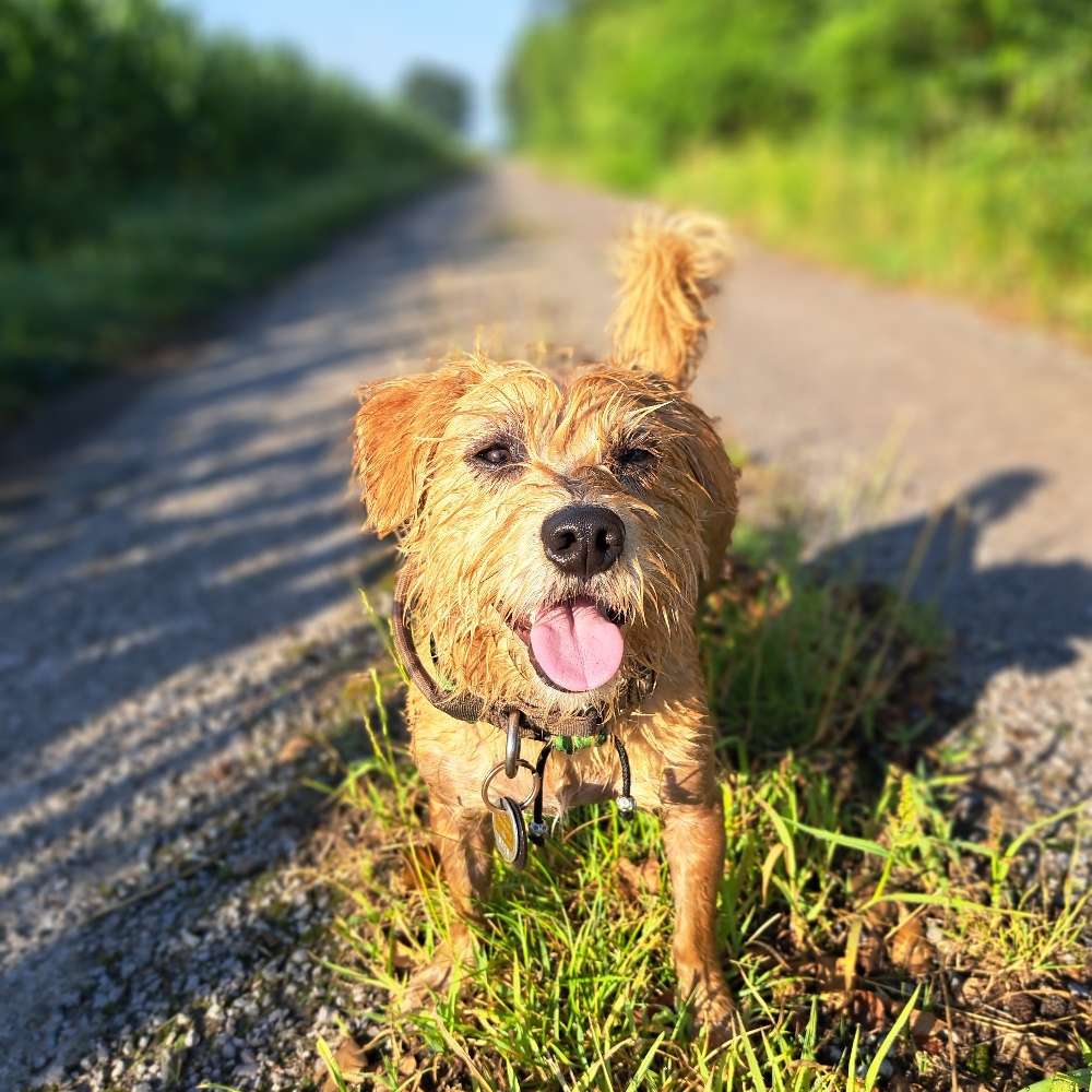 Hundetreffen-Gassi / Spielrunde-Profilbild