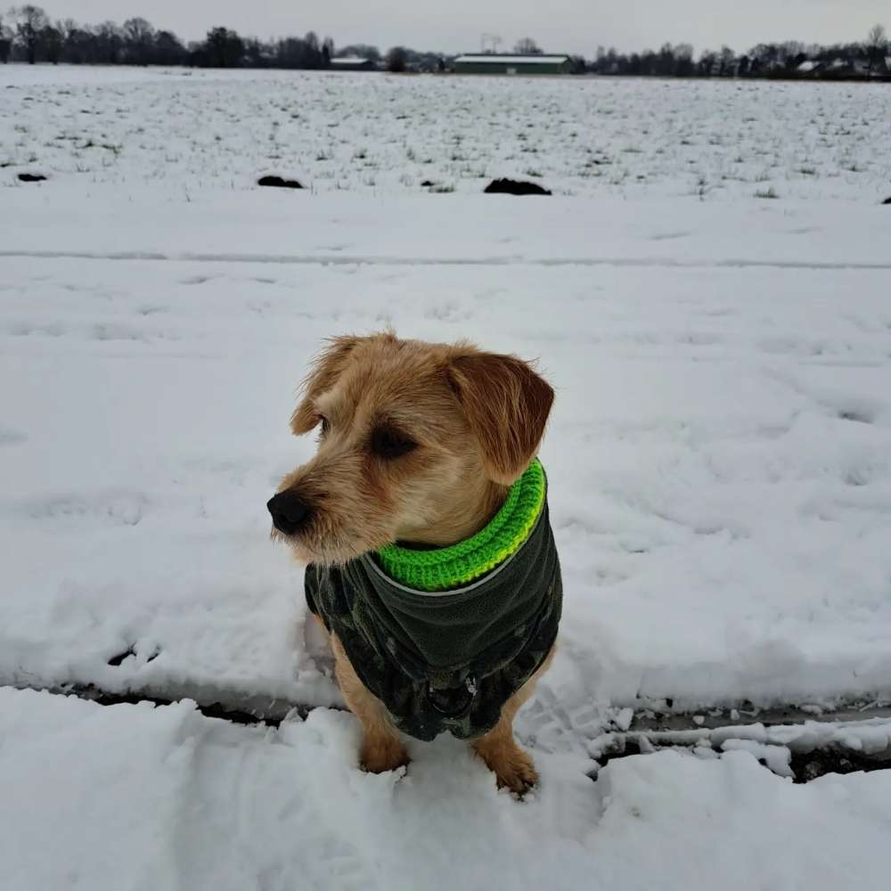 Hundetreffen-Hundefreunde, Spielpartner-Profilbild