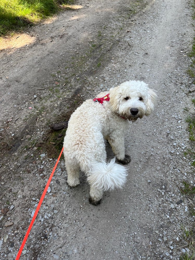 Hundetreffen-Freunde für Booni :)-Profilbild