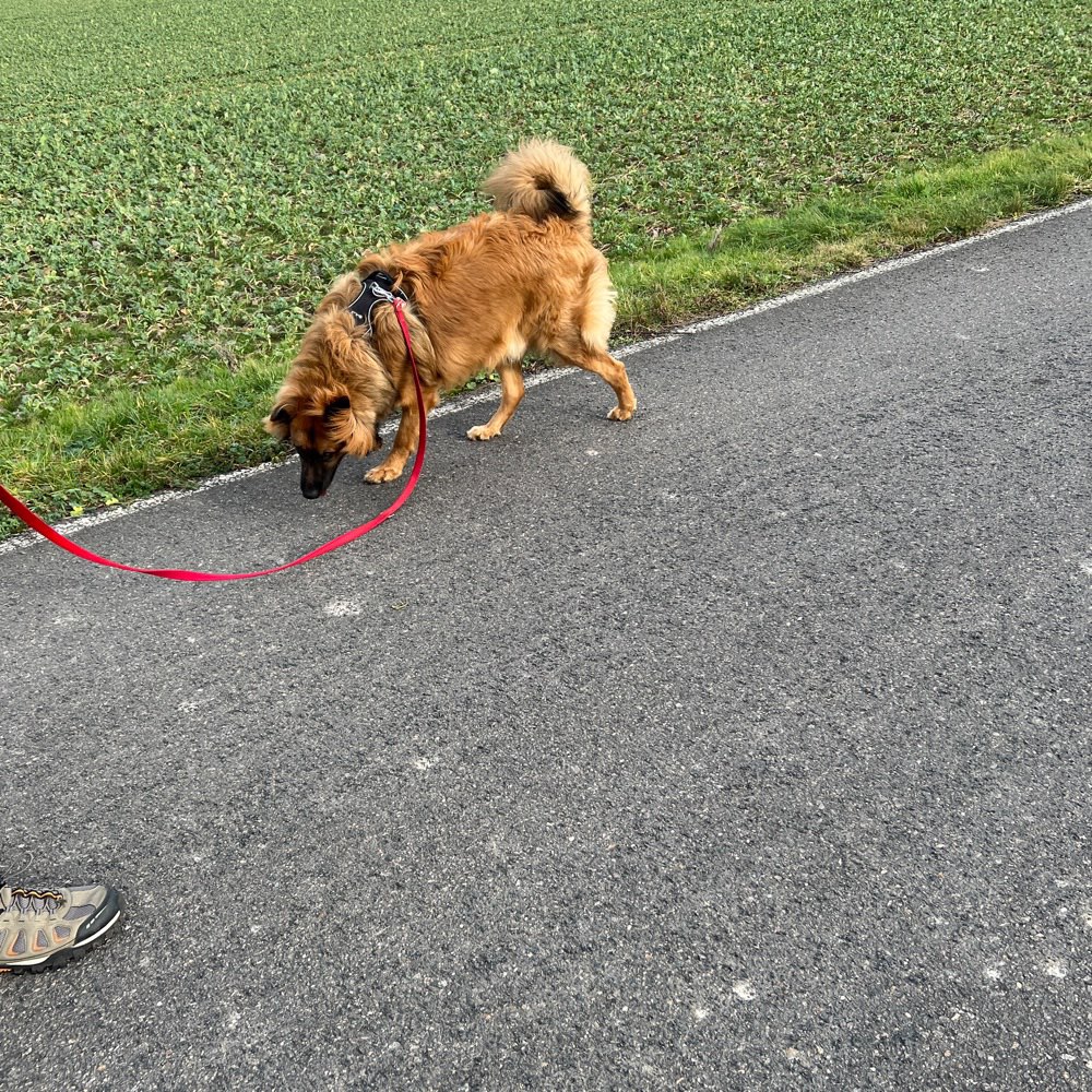 Hundetreffen-Rex sucht Freunde zum Gassi gehen, spielen und toben erwünscht-Profilbild