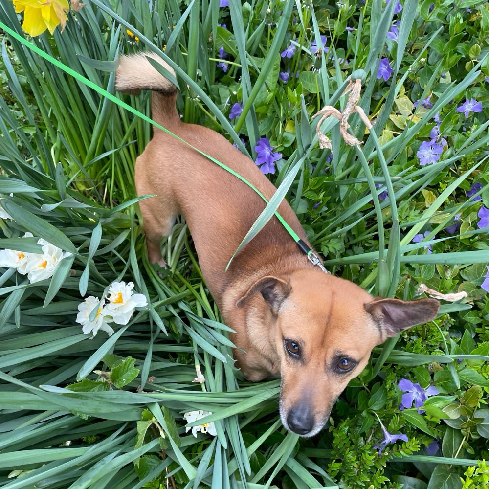 Hundetreffen-gemütliche Spaziergänge🐾-Profilbild