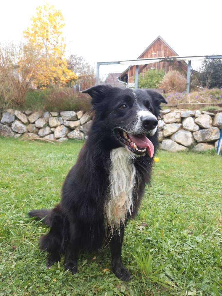 Hundetreffen-Freunde finden-Profilbild