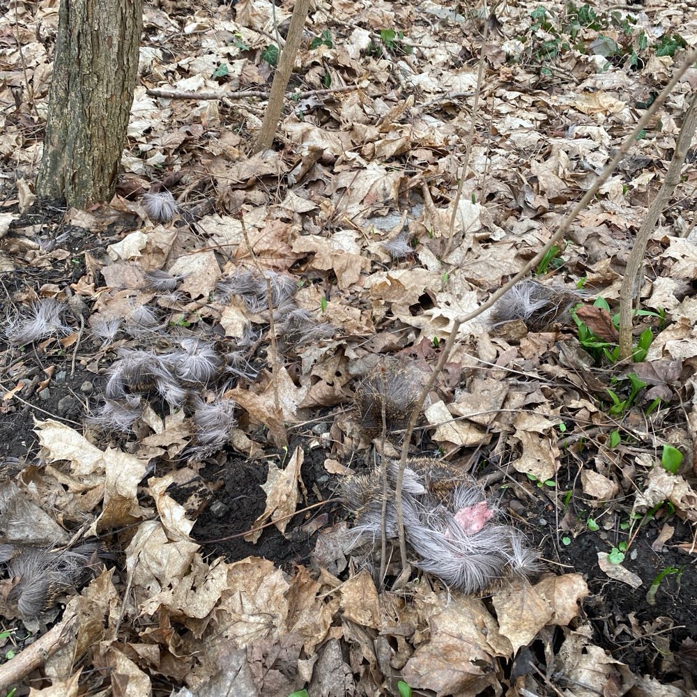 Giftköder-Totes Tier, Reste-Profilbild