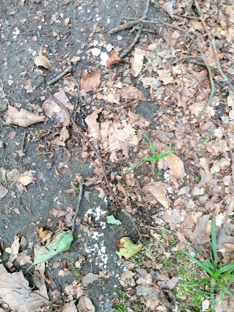 Giftköder-Krankenhaus Waldweg,weisses Pulver-Profilbild