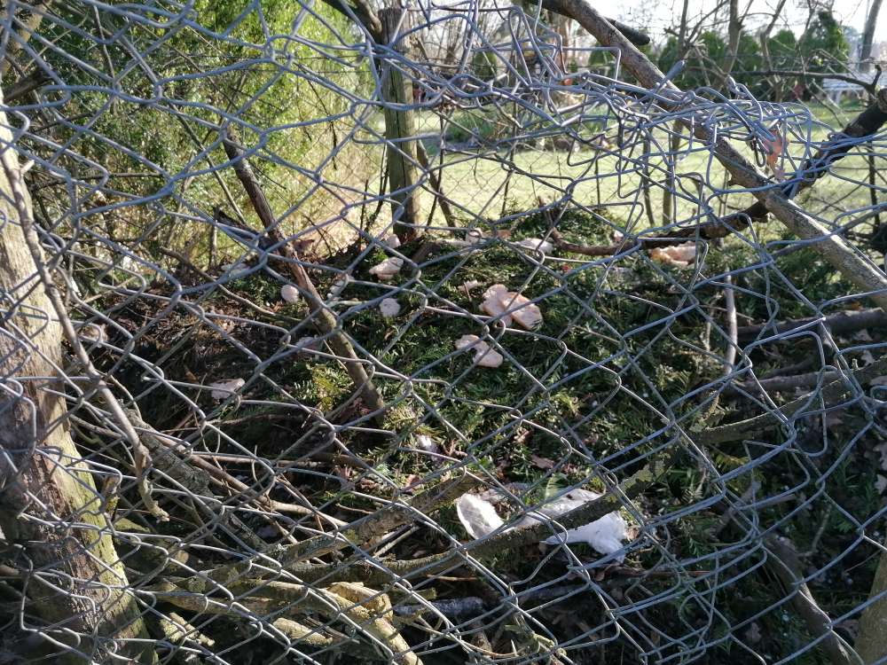 Giftköder-Möglicherweise Gift-Profilbild