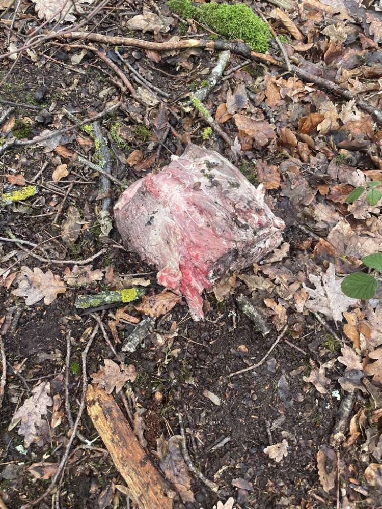 Giftköder-KH Sindelfingen, Verdacht auf Giftköder-Profilbild