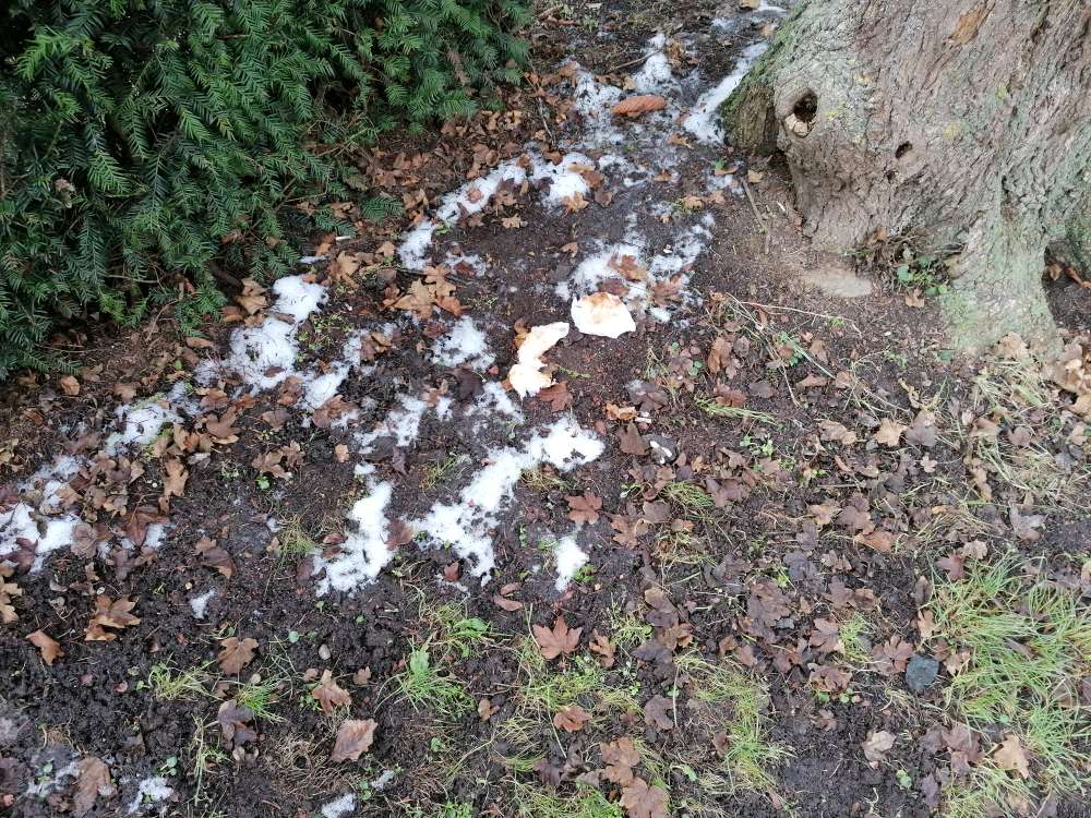 Giftköder-Menschliche Fäkalien am Kneipp Becken-Profilbild