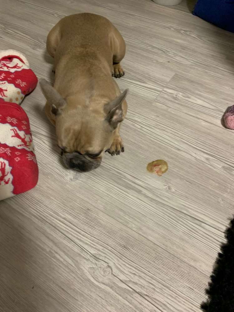 Giftköder-Rattengift - vergifteter Hund-Profilbild