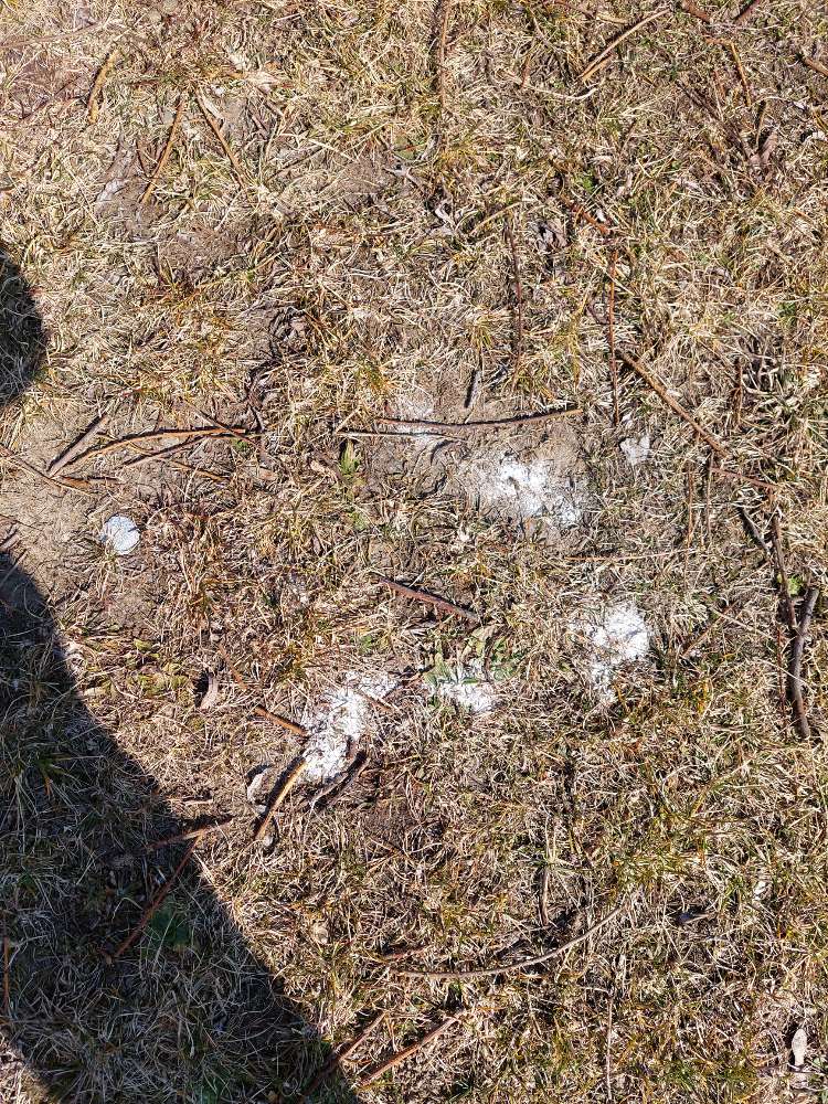 Giftköder-Möglich Gifköder / Pulver Ebergassing-Profilbild