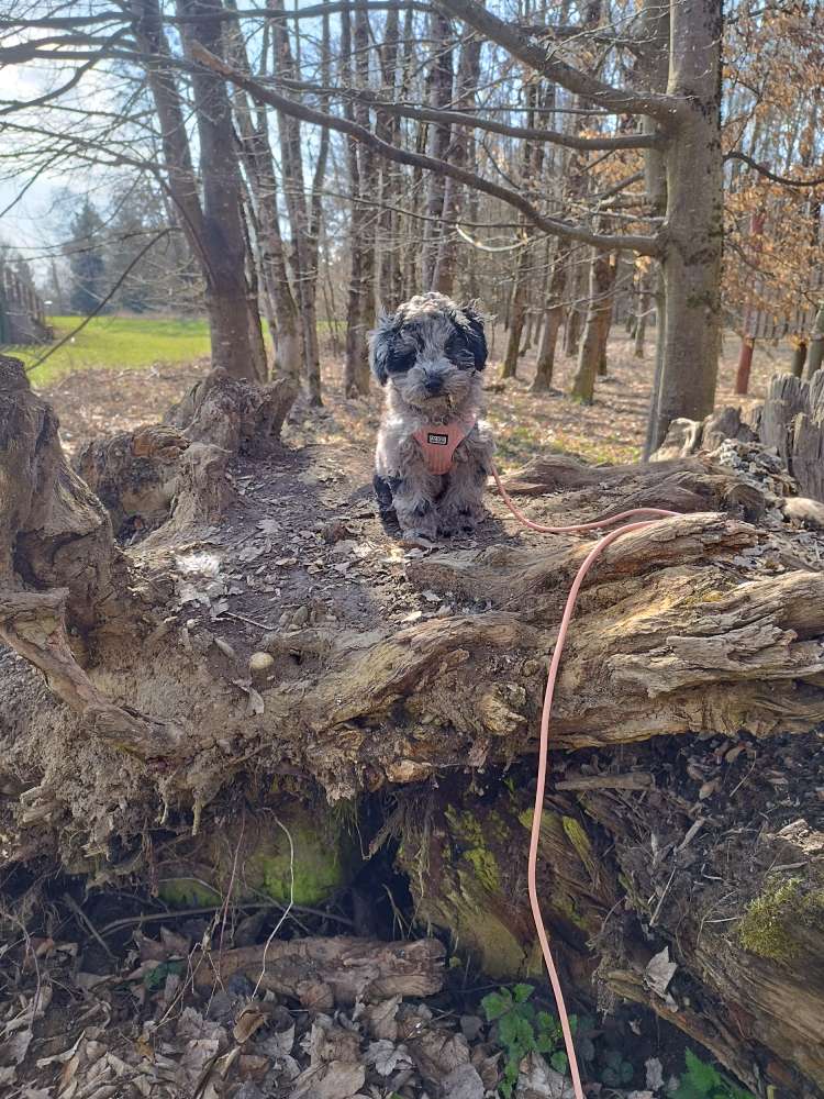 Hundetreffen-Gassi treffen-Profilbild