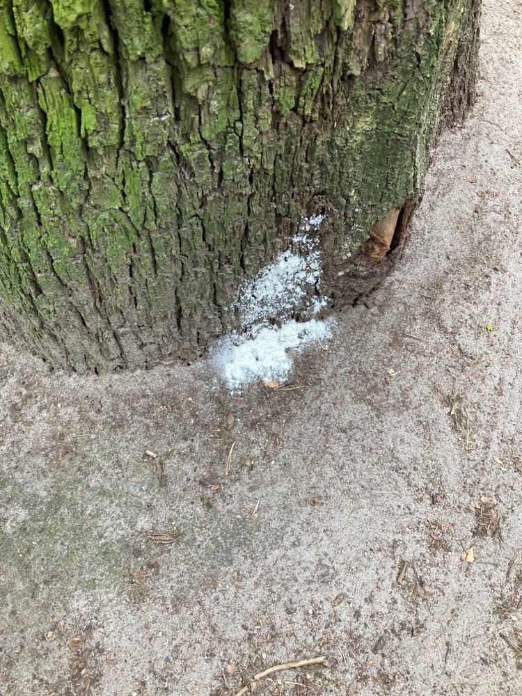 Giftköder-Weißes Pulver am Schlachtensee-Profilbild