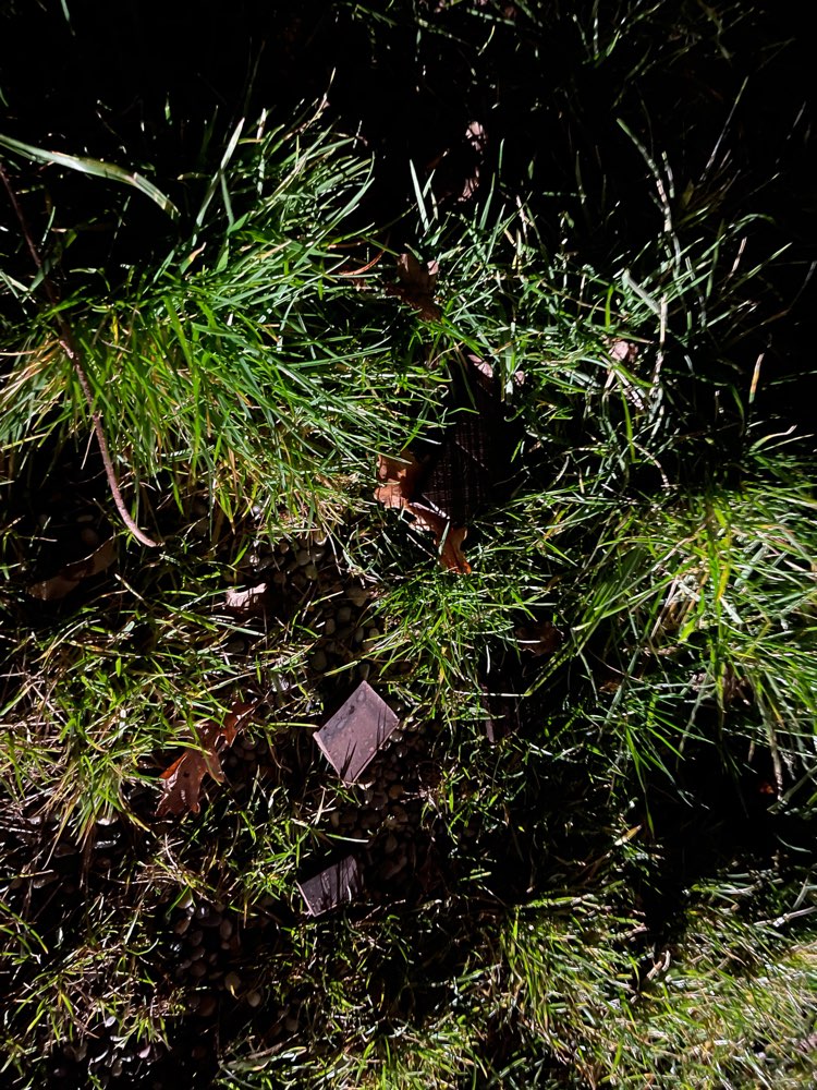 Giftköder-Verdacht auf Giftköder-Profilbild