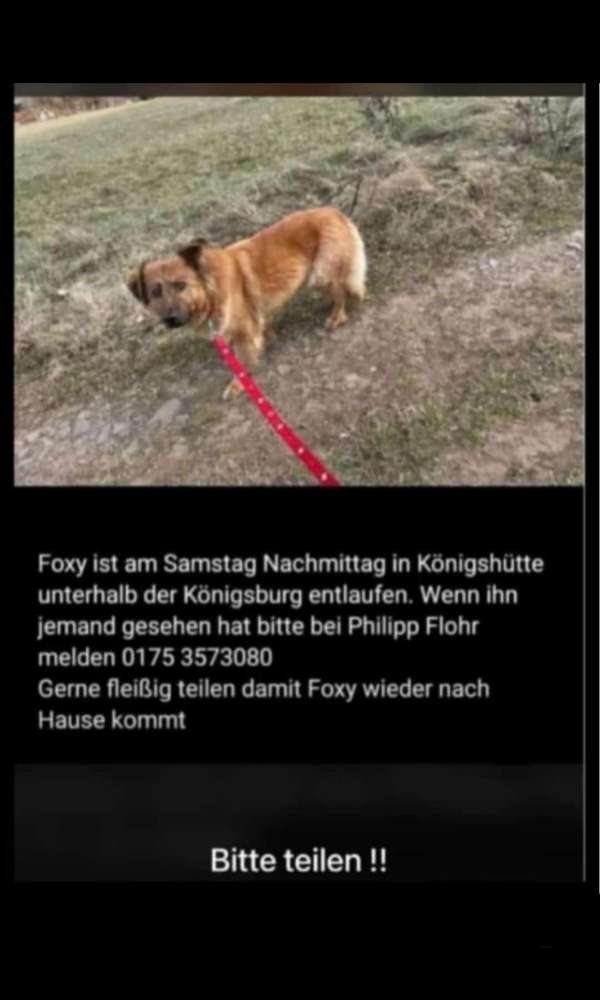 Suchmeldung-Foxy-Profilbild