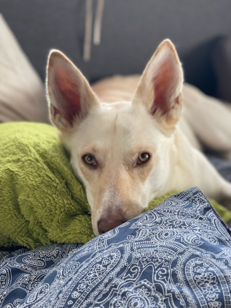 Hundetreffen-Hey ich suche ein Gassi Partner-Profilbild