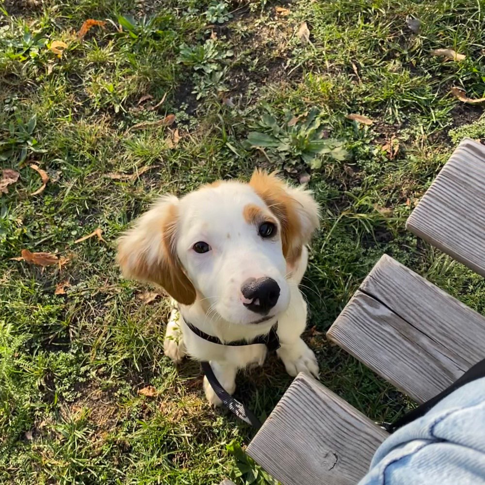 Hundetreffen-Gemeinsamer Spaziergang oder play date 💖-Profilbild