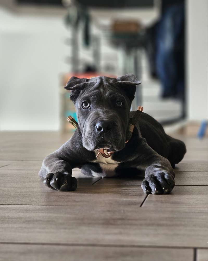Hundetreffen-Spielkameraden-Profilbild