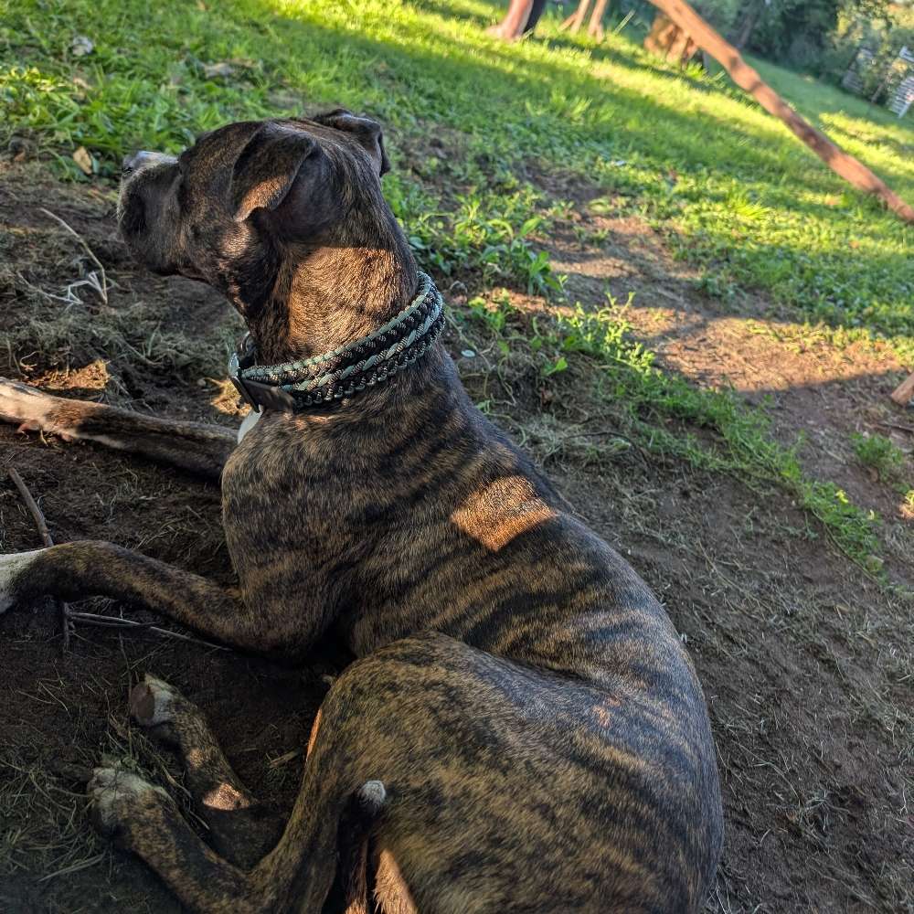 Hundetreffen-Hilde sucht Spielgefährten-Profilbild