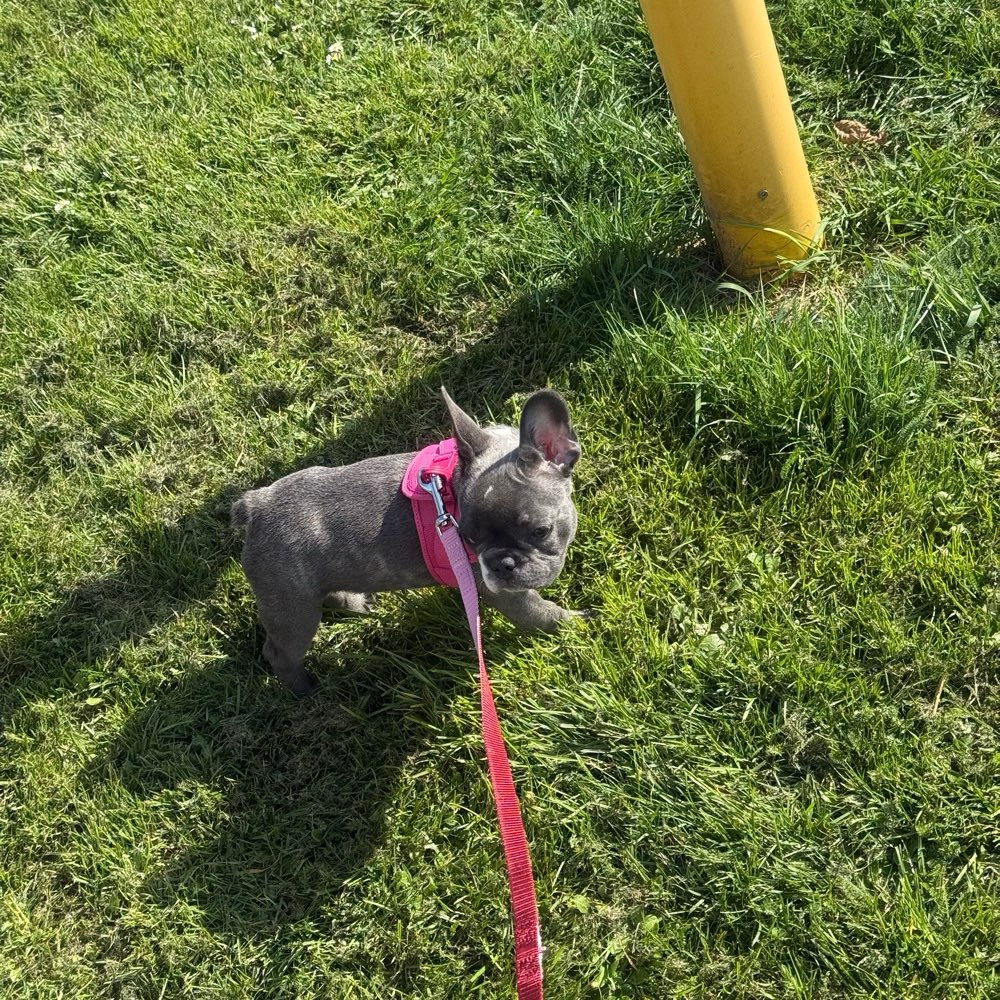 Hundetreffen-Welpentreffen NRW-Profilbild