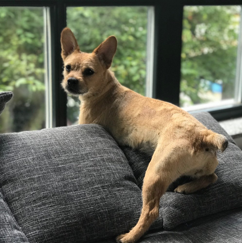 Hundetreffen-Spielkameraden gesucht 🐕-Profilbild