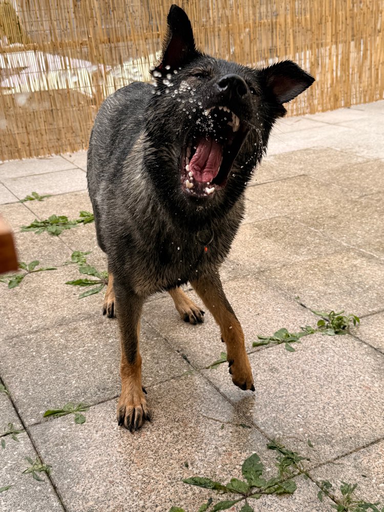 Hundetreffen-Trainingstreffen/Playdate/Gemeinsames Spazierengehen-Profilbild