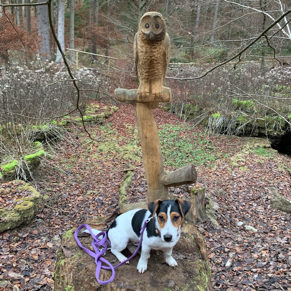 Hundetreffen-Allersberg-Profilbild