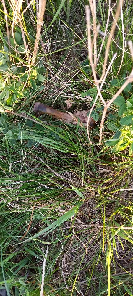 Giftköder-Hühnerknochen-Profilbild