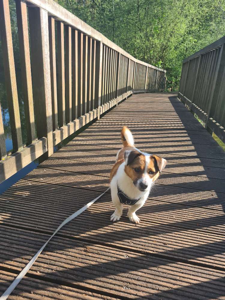 Hundetreffen-Gemeinsame Gassirunde / Porz und Umgebung-Profilbild