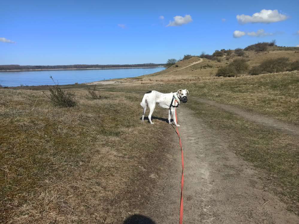 Hundetreffen-Gassi Runde auf Distanz-Profilbild