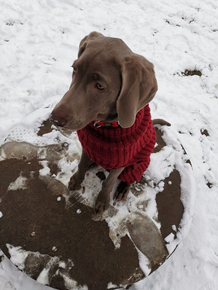 Hundetreffen-Hunderunde in Löbtau-Profilbild